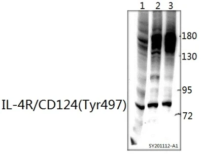 Il-4r/CD124 (Tyr497) Polyclonal Antibody