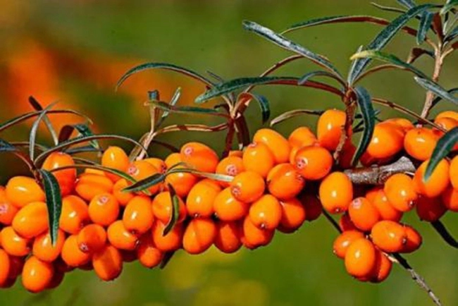 World Well-Being Biotech Flavonoids 5-20% Vitamin C Factory Direct Supply Protect Cardiovascular and Cerebrovascular Diseases Sea Buckthorn Extract